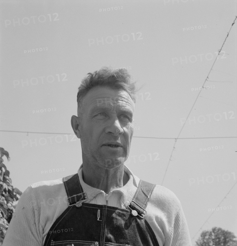 Hop picker, once Nebraska farm owner. Near Independence, Polk County, Oregon.