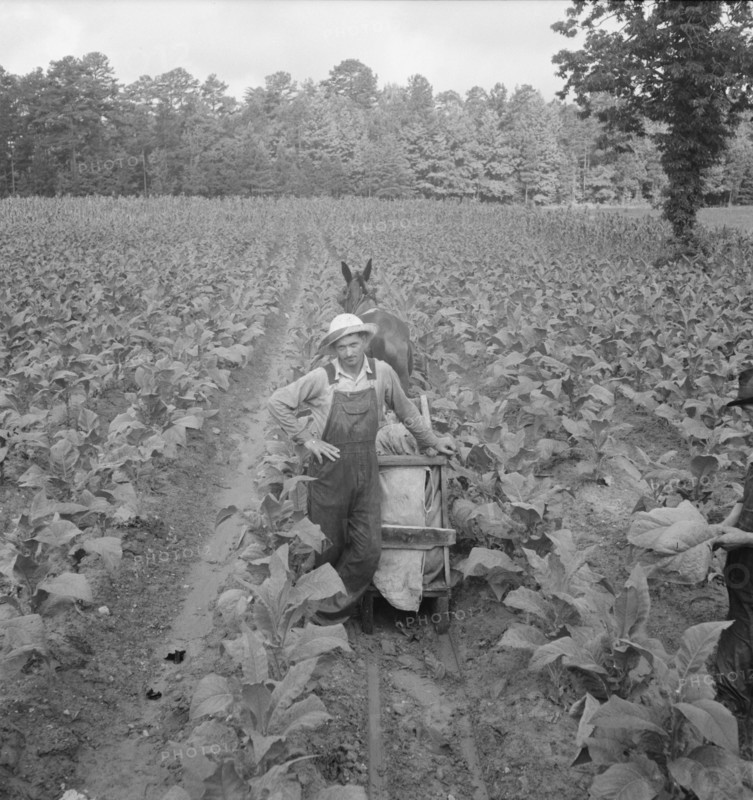 [Untitled, possibly related to: Putting in tobacco. Shoofly, North Carolina].