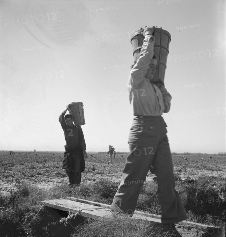 Pickers coming into the weigh master. Pea field near Calipatria, California.