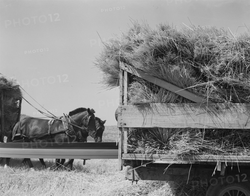Threshing, midsummer noon. Five miles west of Malin. Klamath County, Oregon.