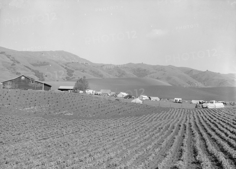 Ranch camp for pea pickers. Near Milpitas, Santa Clara County, California.