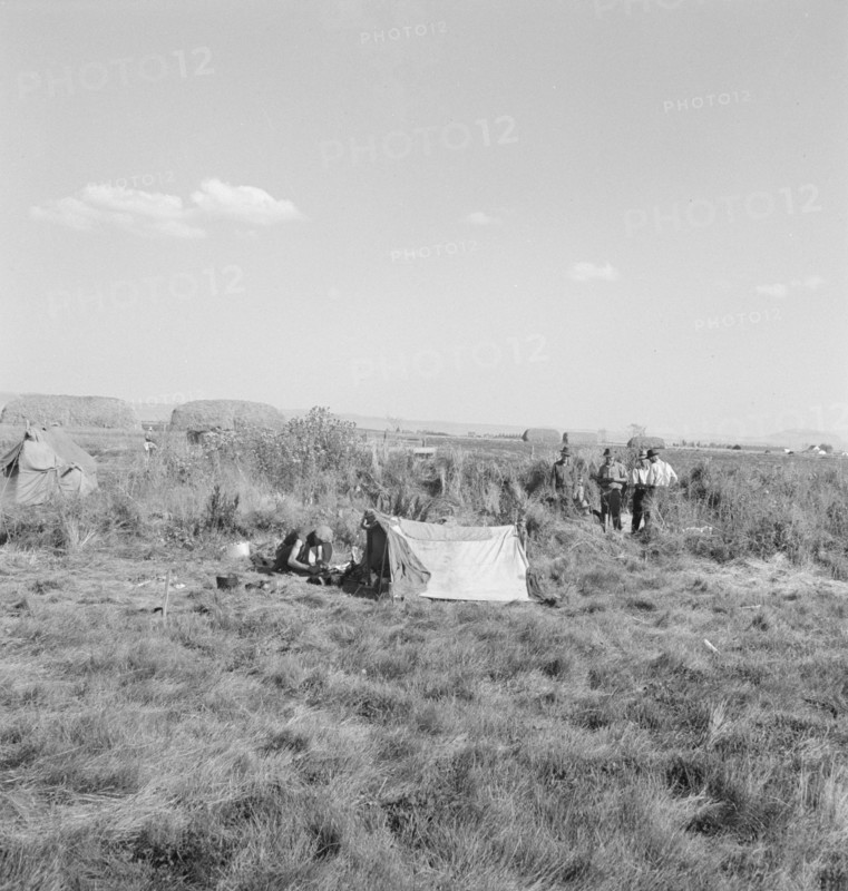 Camp of single men. Tulelake, Siskiyou County, California. Potato pickers.