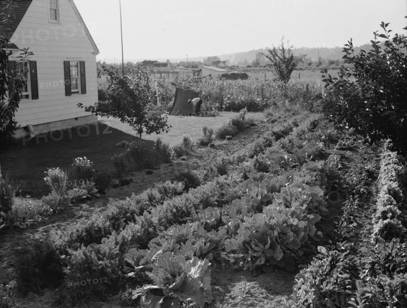 Washington, Cowlitz County, Longview. On the Longview homestead project.