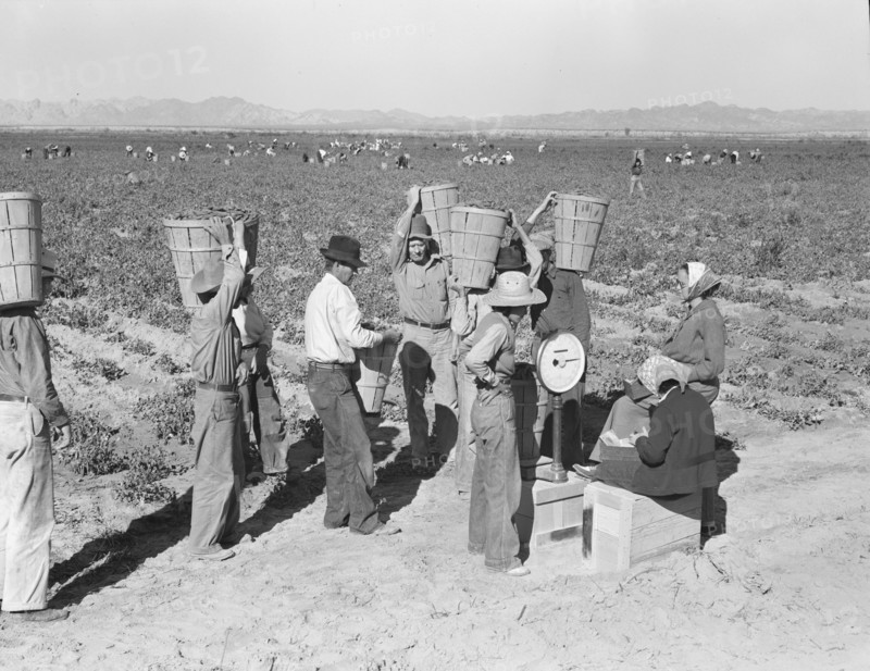 Open air food factory. Weighing in the peas near Calipatria, California.