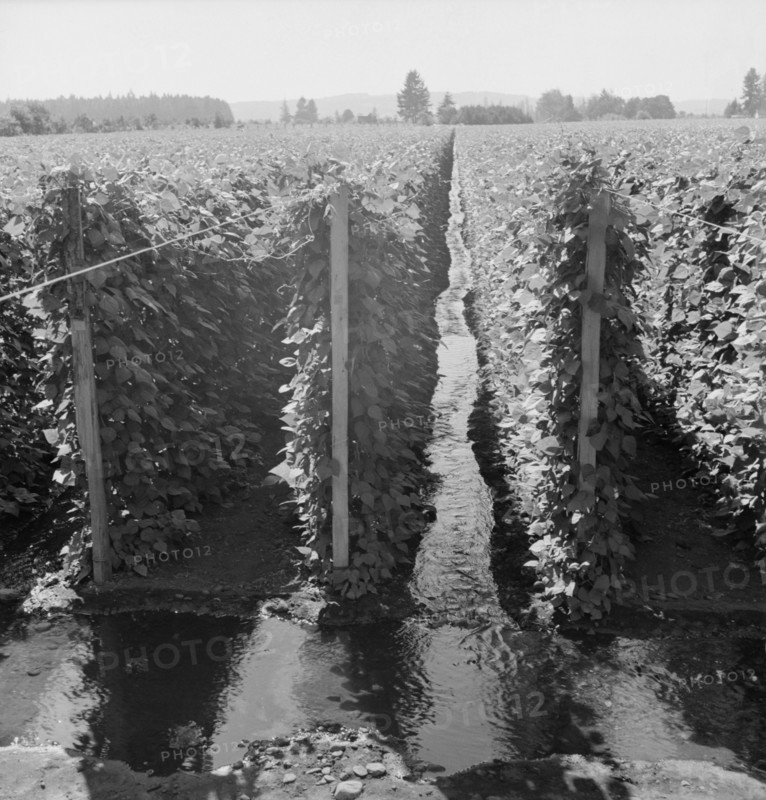 Oregon, Marion County, near West Stayton. Beanfield showing irrigation.