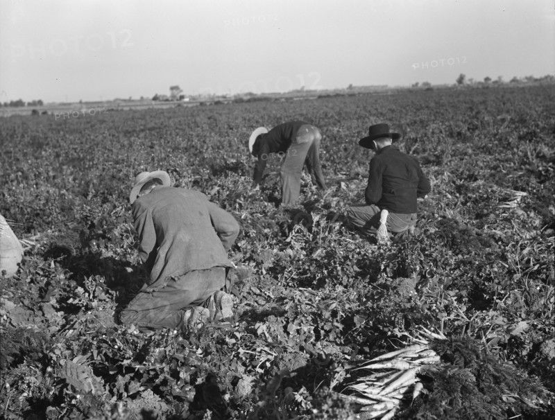Migratory field worker pulling carrots. Imperial Valley, California.
