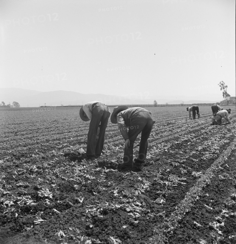 Gang of Filipino boys thinning lettuce. Salinas Valley, California.
