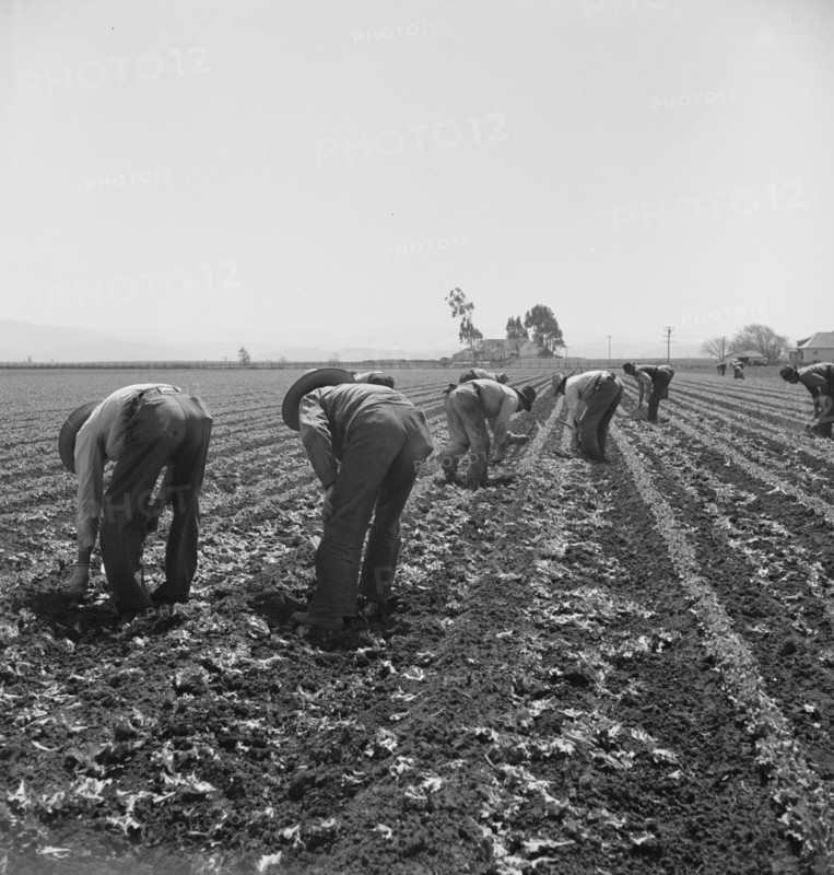 Gang of Filipino boys thinning lettuce. Salinas Valley, California.