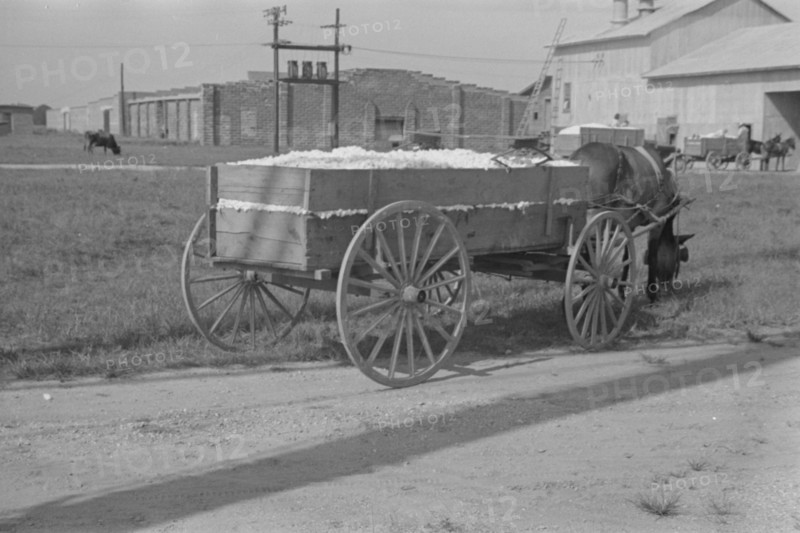 Wagonload of cotton near the gin. Vicinity of Moundville, Alabama.
