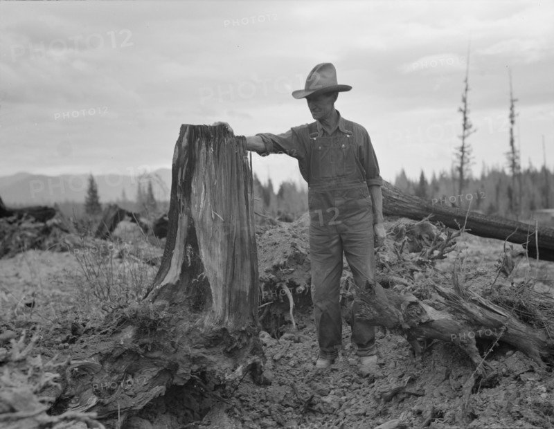 Shows stump on cut-over farm after blasting. Bonner County, Idaho.
