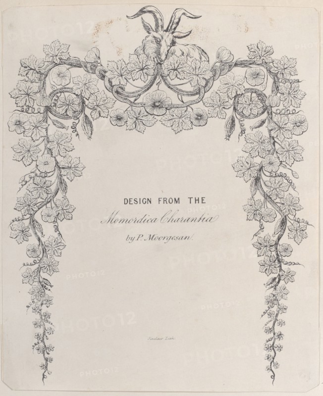 Design from the Momordica Charantia by P. Moorgesan, 19th century.
