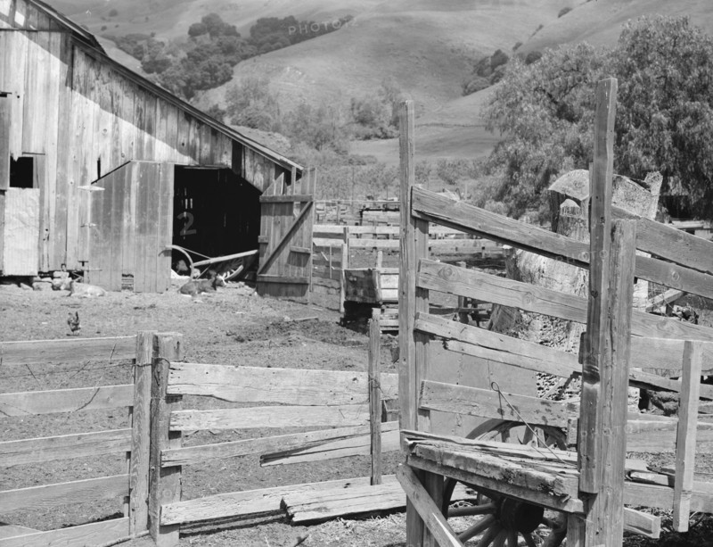 Farmyard of small Italian farmer. Santa Clara County, California.
