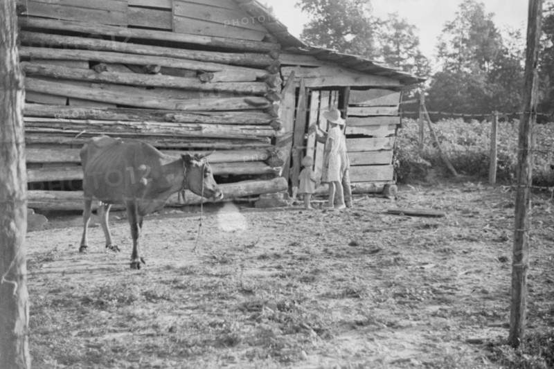 Burroughs children and cow near the barn, Hale County, Alabama.