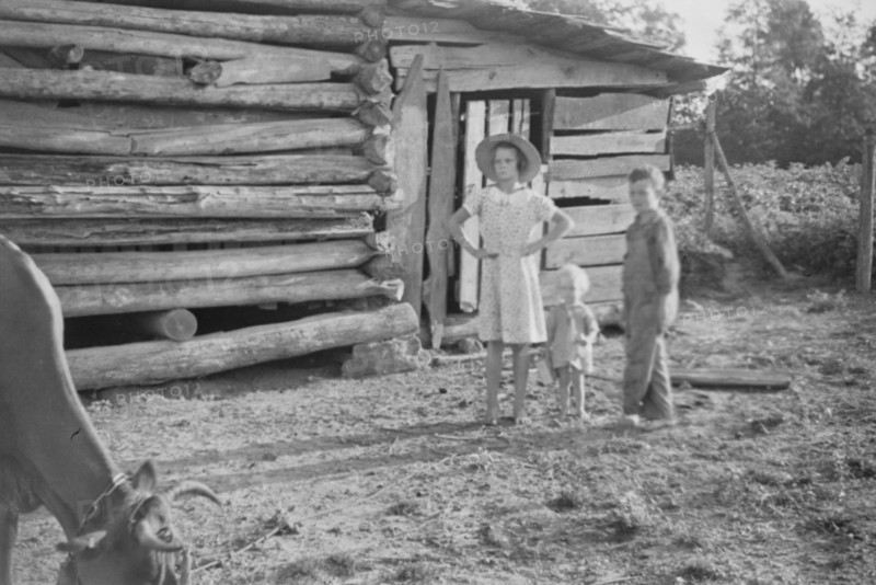 Burroughs children and cow near the barn, Hale County, Alabama.