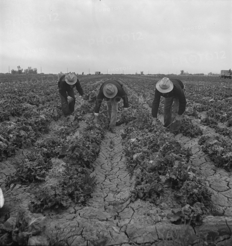 Near Westmorland, Imperial Valley. Filipinos cutting lettuce.