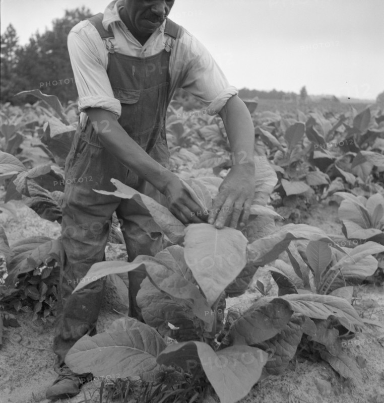 Negro tenant topping tobacco. Person County, North Carolina.