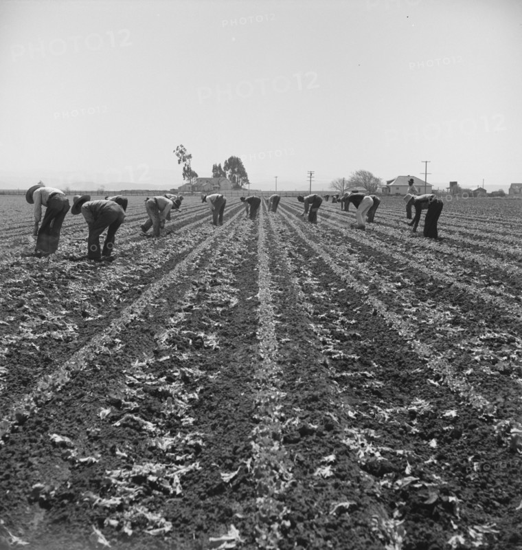 Filipino boys thinning lettuce. Salinas Valley, California.