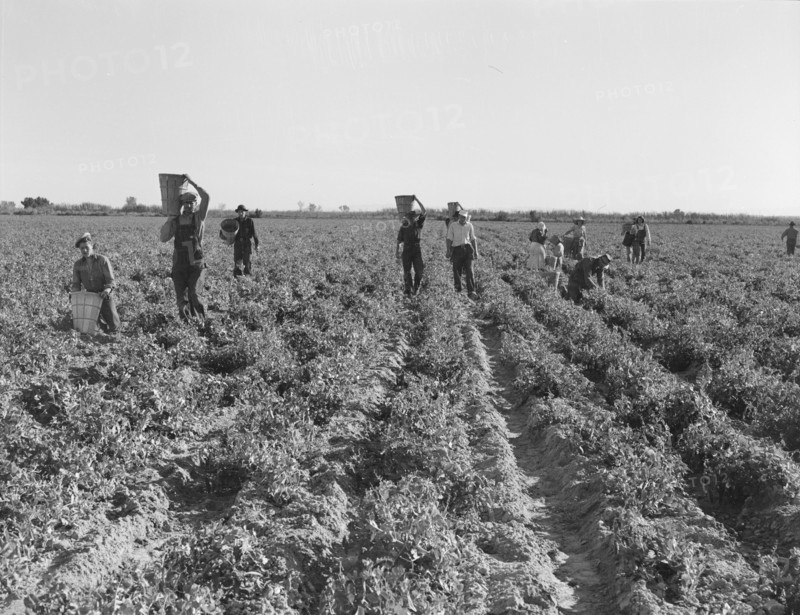 End of the day. Near Calipatria, California. Pea pickers.