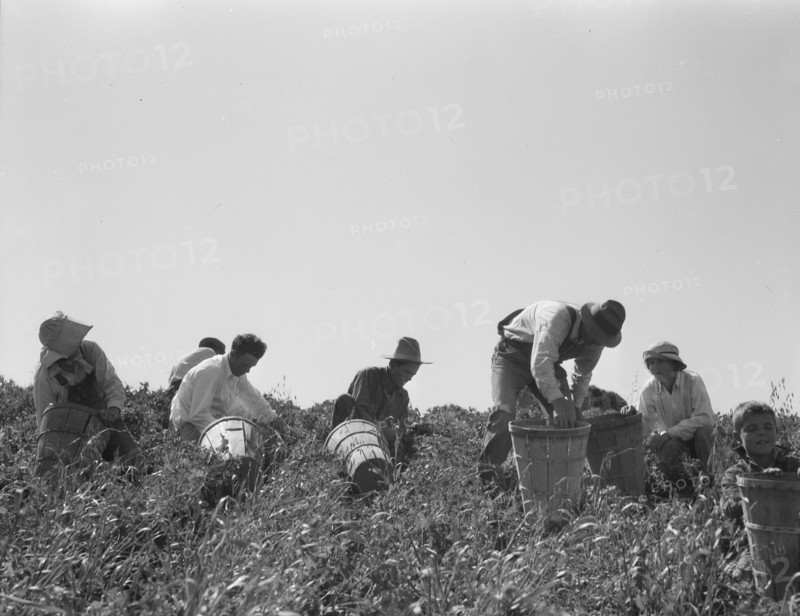 Pea pickers at work. San Luis Obispo County, California.