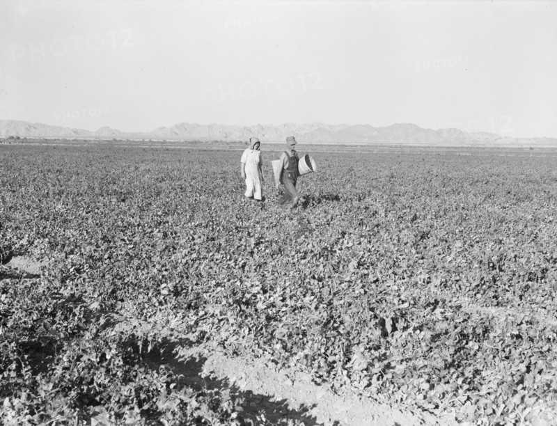 End of the day. Near Calipatria, California. Pea fields.