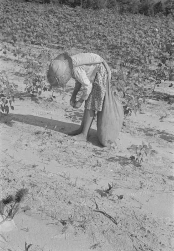 Lucille Burroughs picking cotton, Hale County, Alabama.