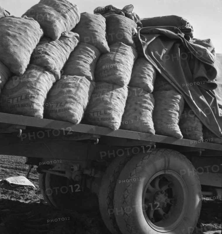 Kern County, California. Truck loaded with potato seed.