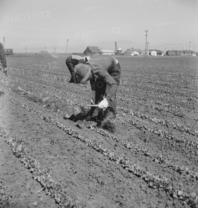 Filipino thinning lettuce. Salinas Valley, California.