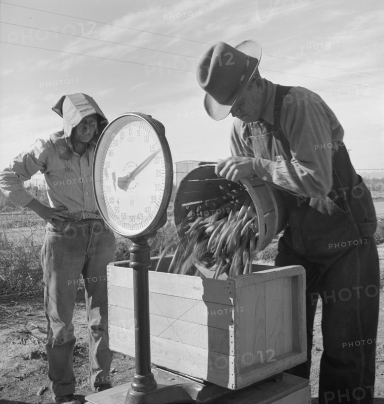 Open air food factory. Weighing in peas. California.