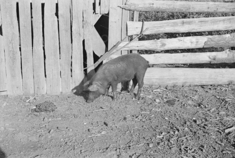 Pig in a sharecropper's yard, Hale County, Alabama.