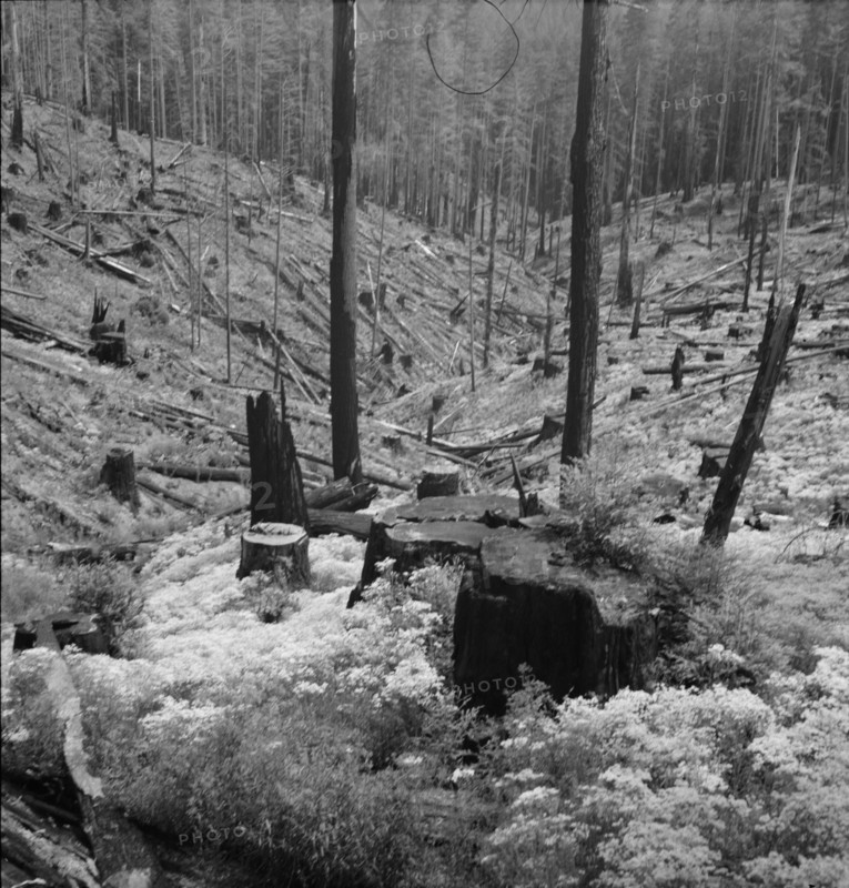 Logged over land along U.S. 99. Southern Oregon.