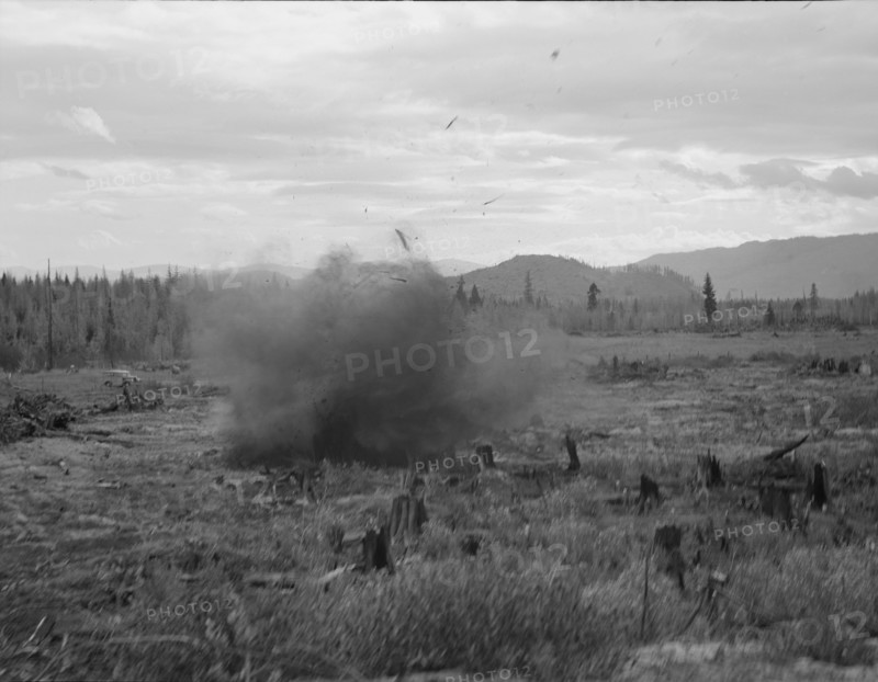 Tomarack stump is blasted. Bonner County, Idaho.