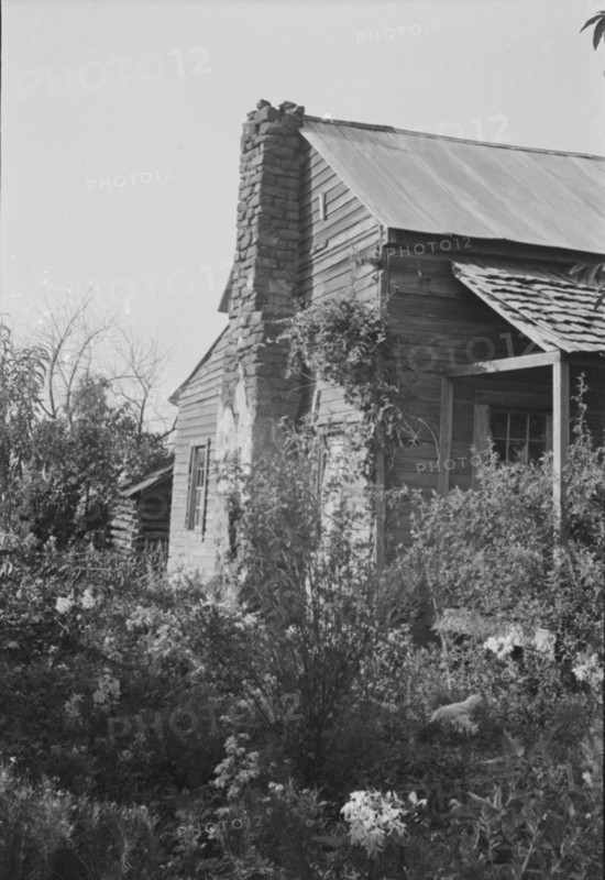 A sharecropper's field, Hale County, Alabama.