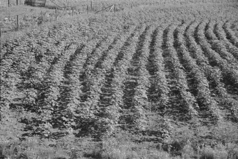 Bud Fields' garden, Hale County, Alabama.