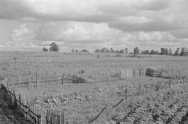 Bud Fields' garden, Hale County, Alabama.