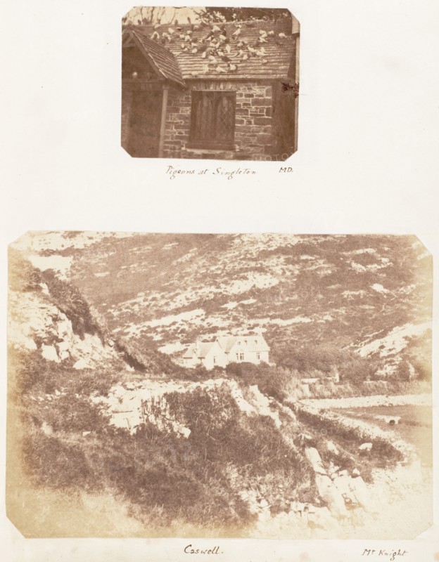 Pigeons at Singleton; Caswell, 1853-1856.