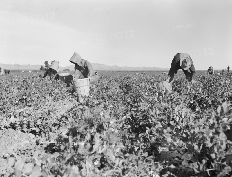 Pea pickers near Calipatria, California.