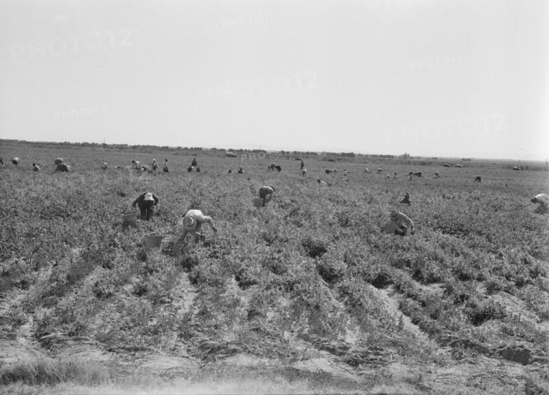 Pea pickers near Calipatria, California.