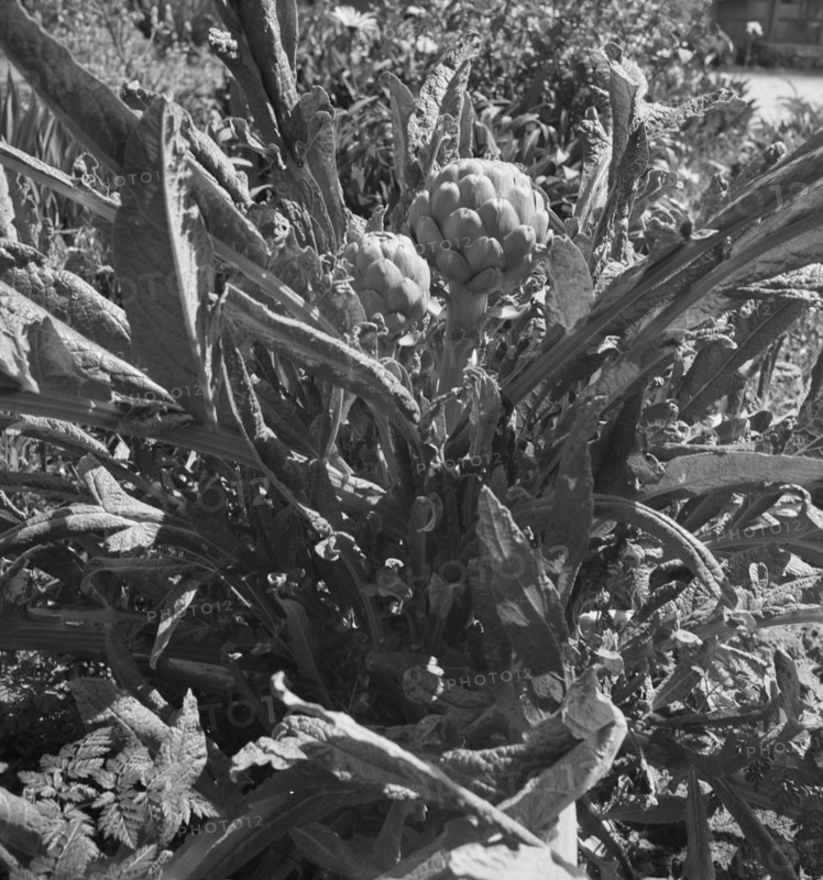 Artichoke. Monterey County, California.