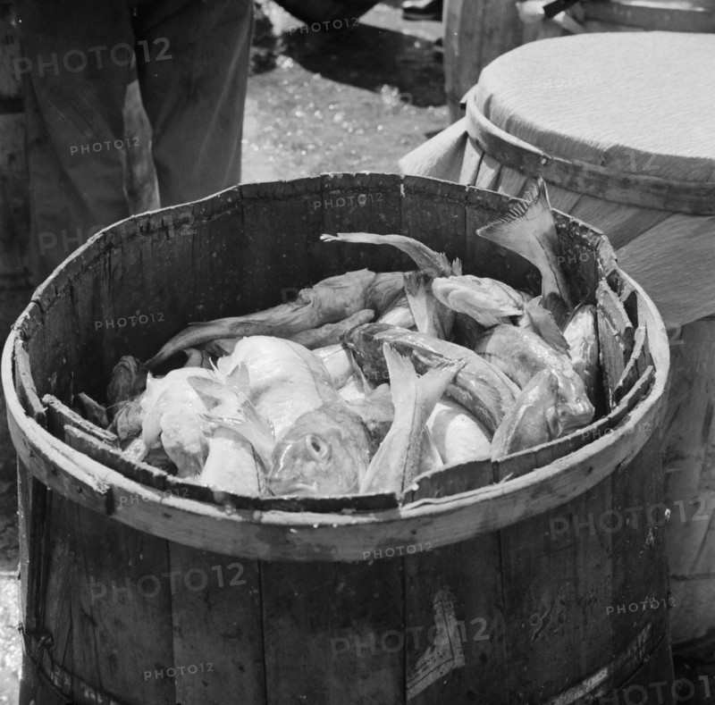New York, New York. Barrels of codfish.