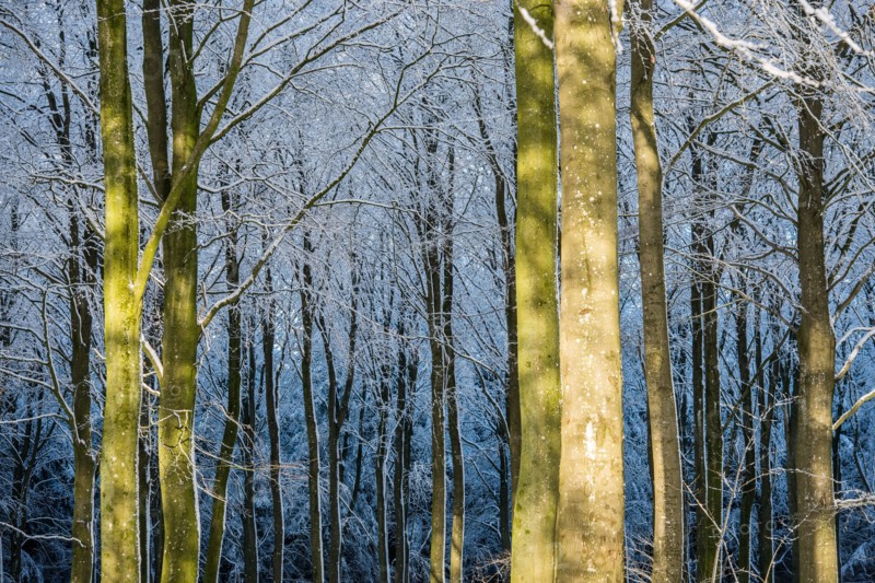 Winter Light in the Forest.