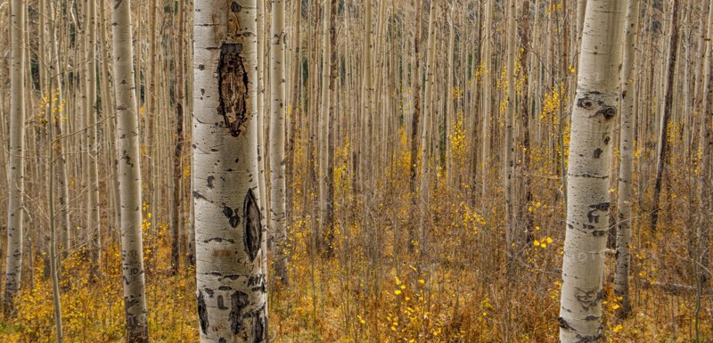 Fall in the Birch Forest.
