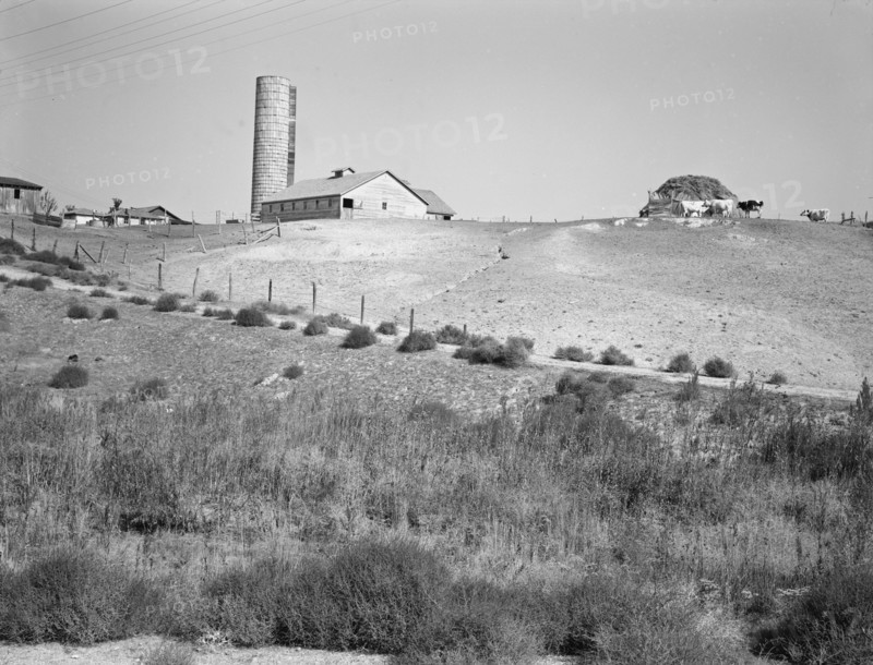 Western Idaho dairy farm.