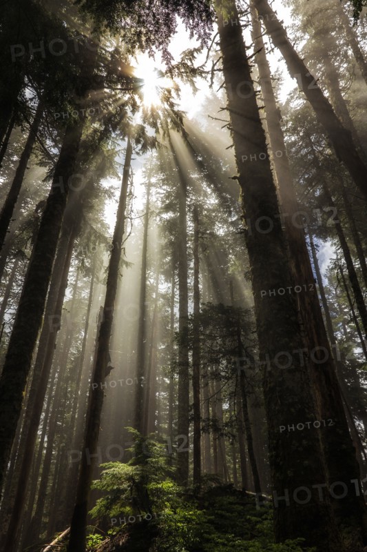 Larch Mountain Forest.