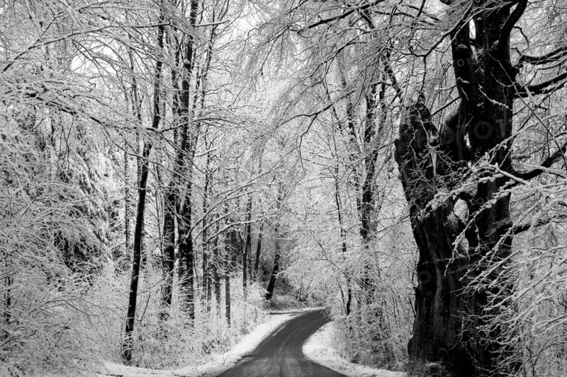 Scandinavian Winter.