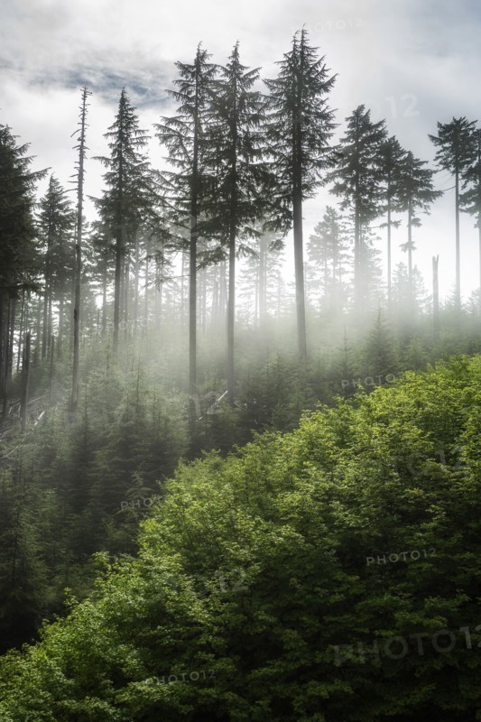 The Forest Awakens.