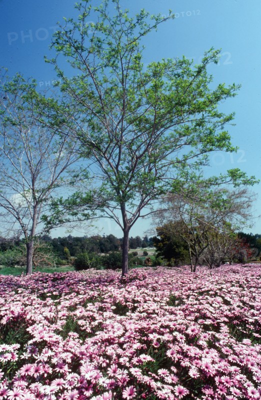 Natures Abundance.