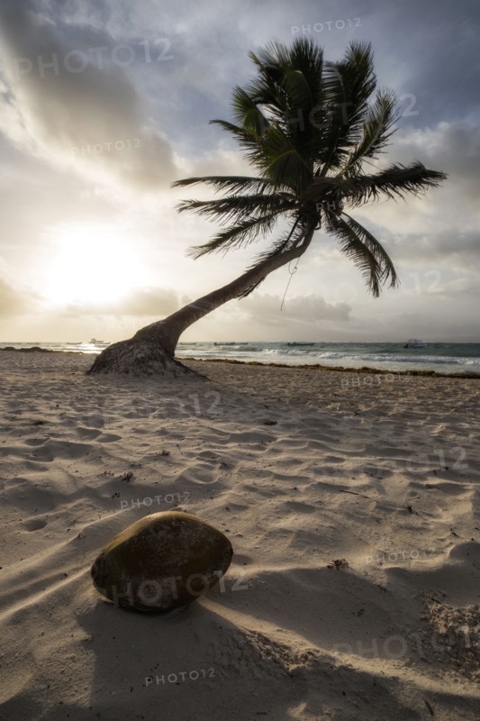 Coconut Paradise.