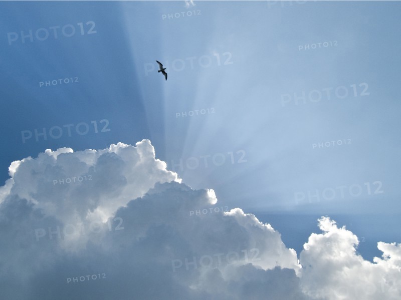 Gull and Glory.