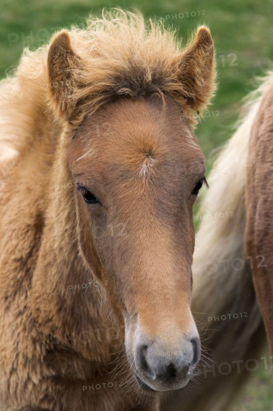 Icelandic Colt.