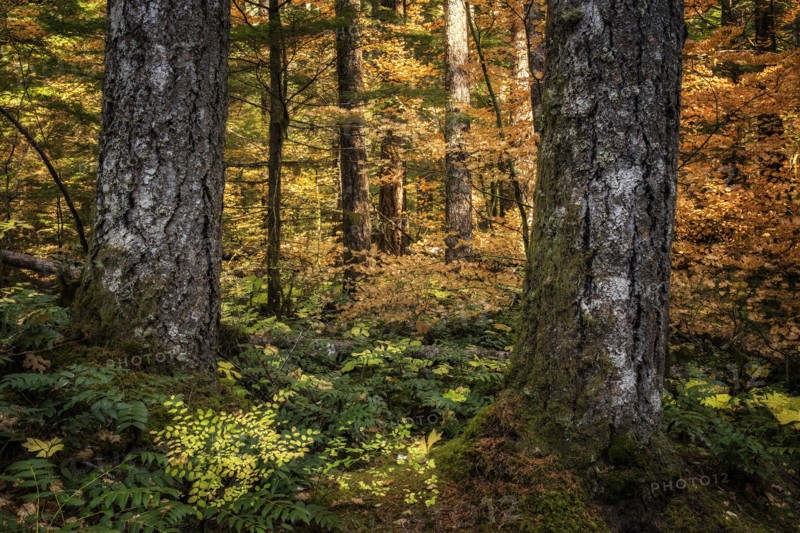 Golden Forest.